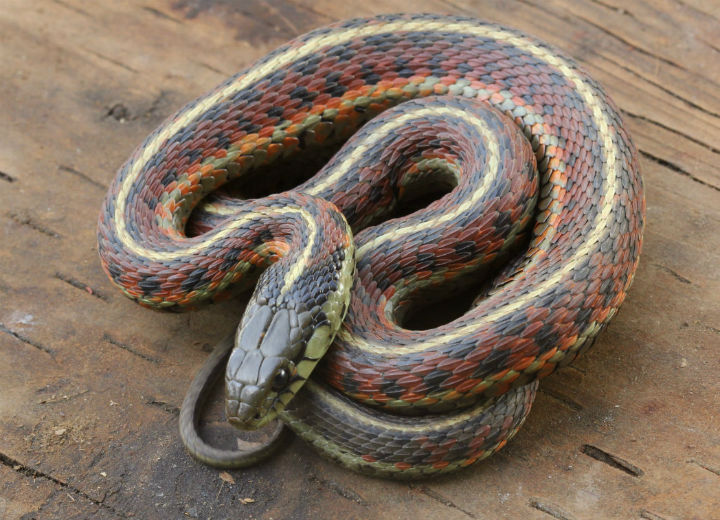 Coast Garter Snake